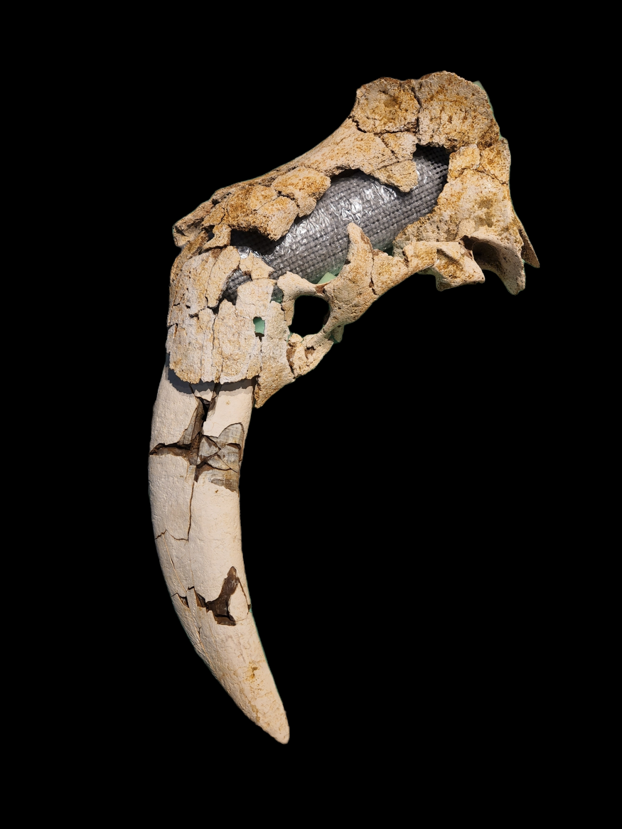 Palmetto Fossil Excursions Team Uncovers Rare Walrus Skull With Tusks 