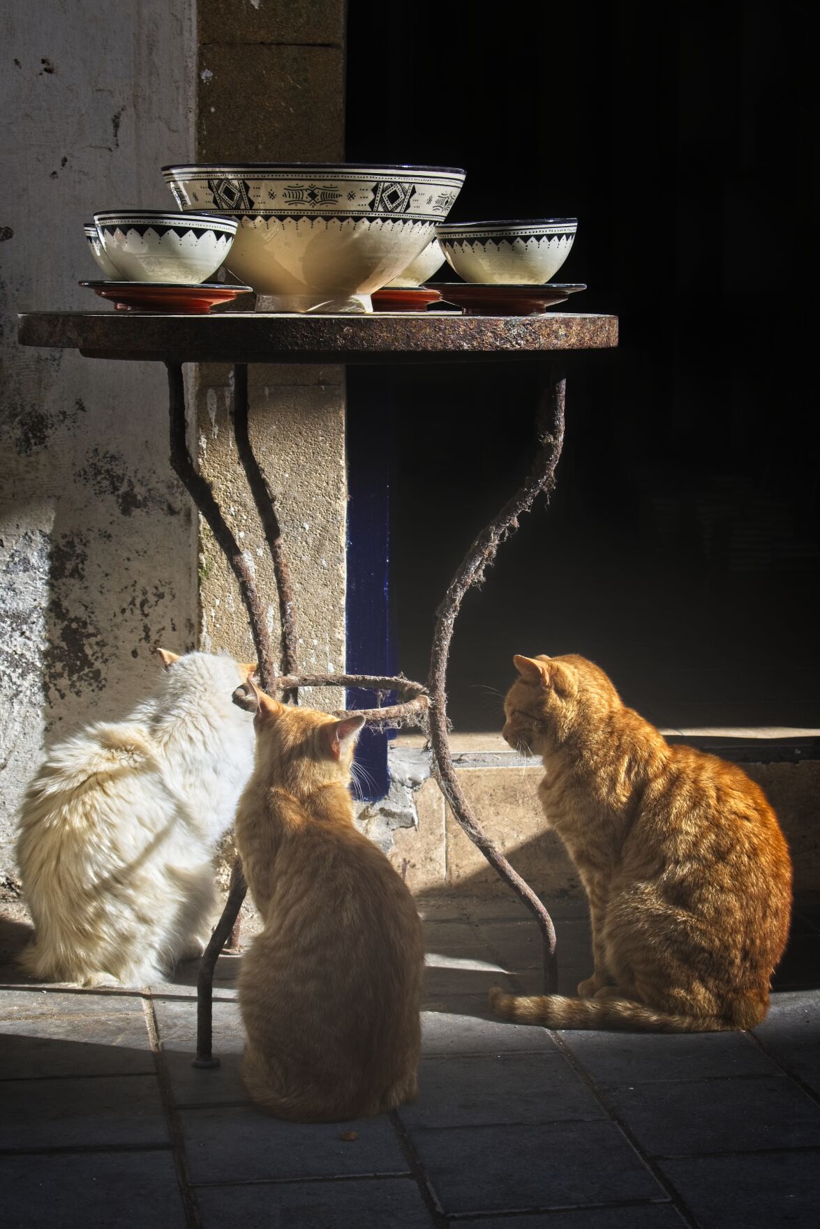 Feline Friends Schiller.jpg