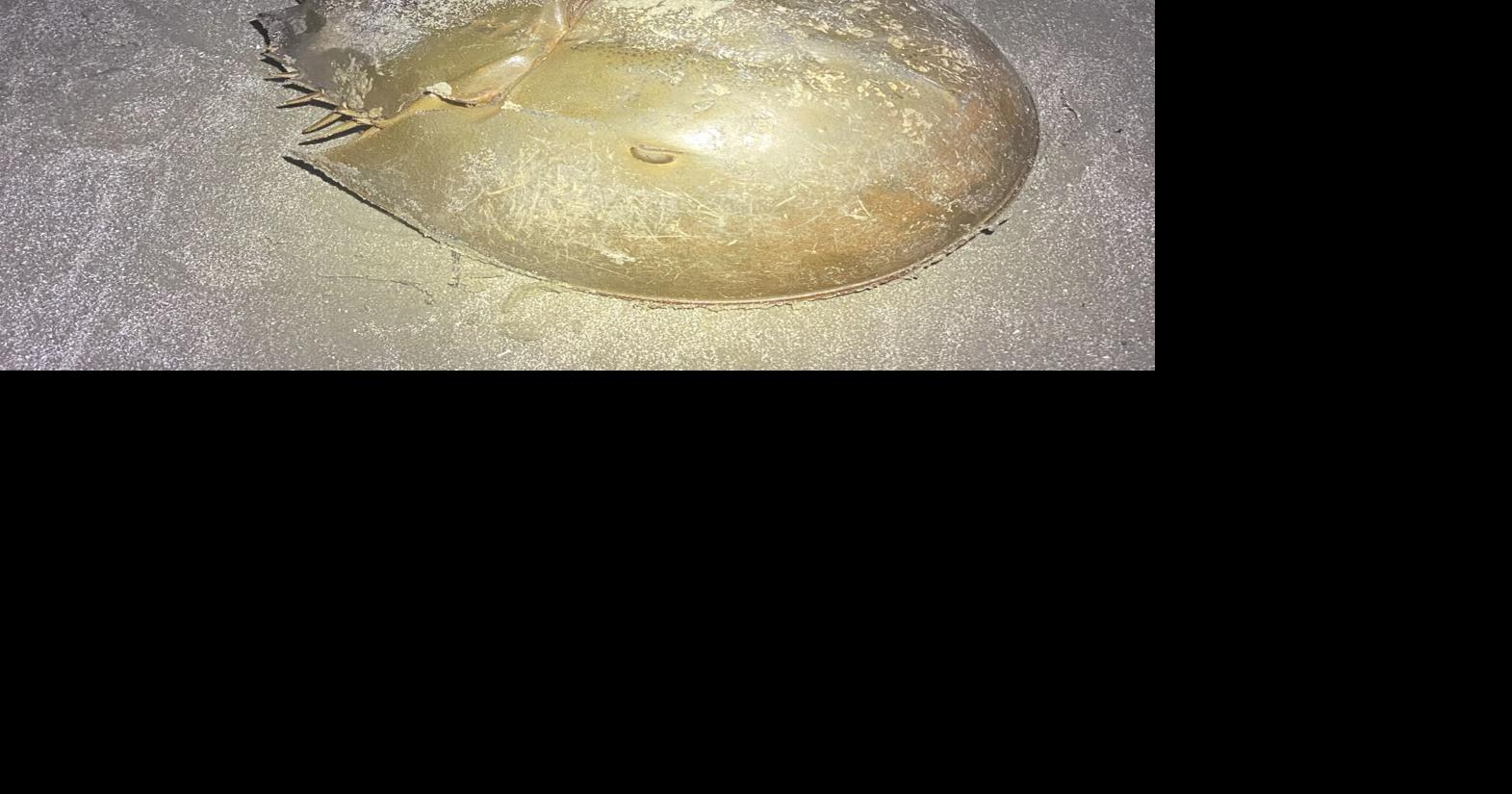 ECOVIEWS: Horseshoe crabs look fierce but are harmless