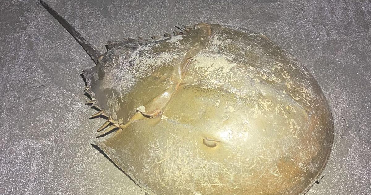ECOVIEWS: Horseshoe crabs look fierce but are harmless