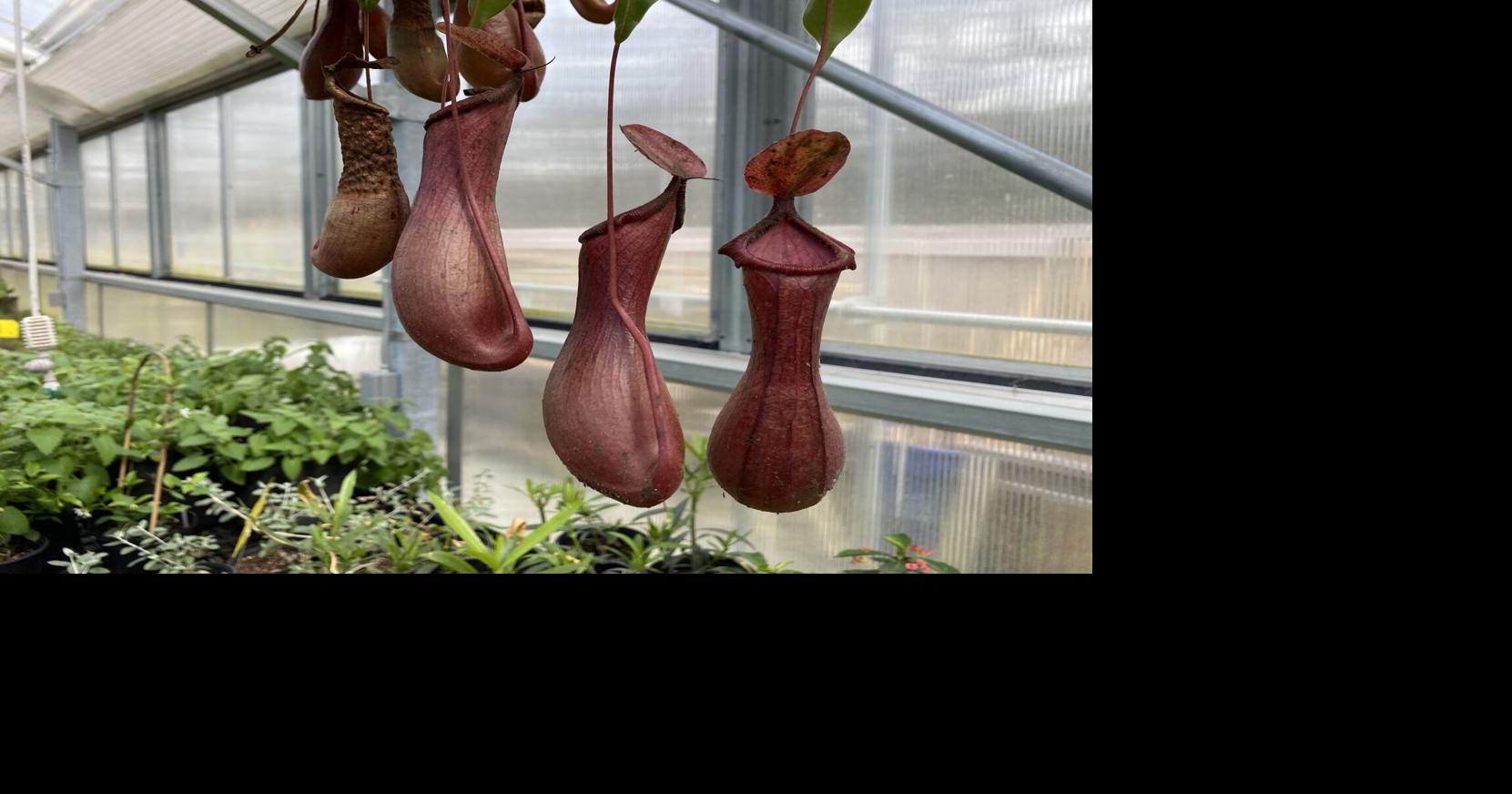 Tropical plants can benefit from a Charleston summer