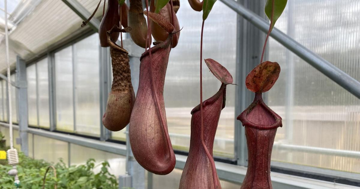 Tropical plants can benefit from a Charleston summer