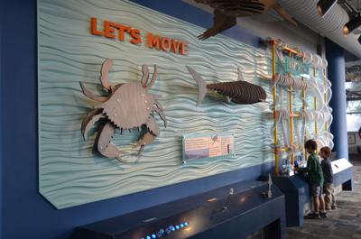 SC Aquarium in Charleston unveils an interactive exhibit ...