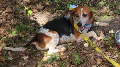 Dorchester Paws to host ‘Remember Me Thursday’ luminary at Azalea Park