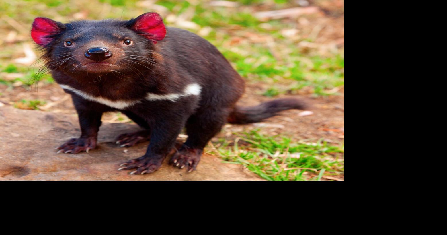 ECOVIEWS: Tasmanian devils don't resemble cartoon critter