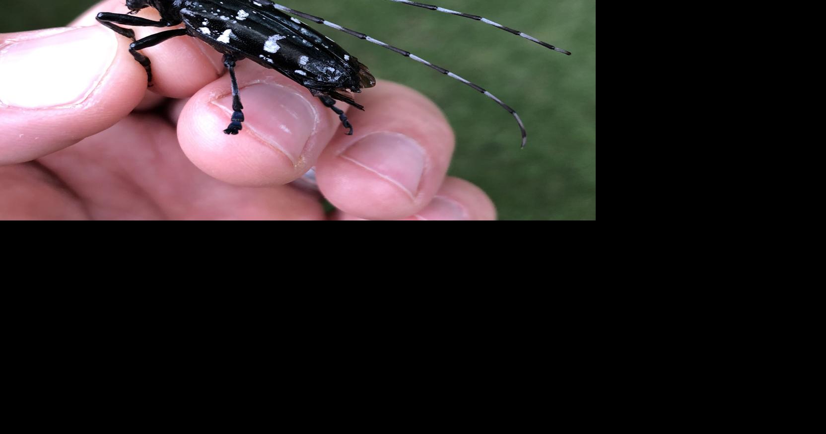Clemson works to discover extent of invader beetle infestation in ...