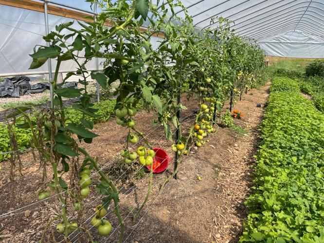 Spartanburg's Wild Roots Farm making a difference in food Spartanburg