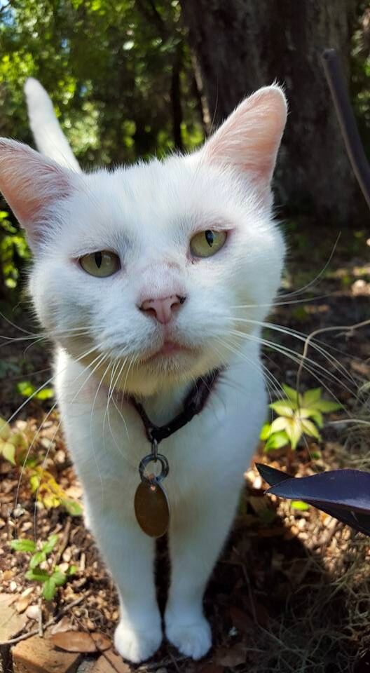 Feline Friends Widlowski.jpg