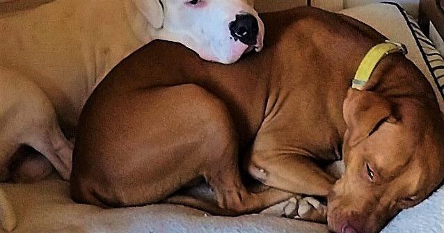 FOTAS: Reasons to undertake a pet dog or cat from the Aiken County Animal Shelter | Options FOTAS: Reasons to undertake a pet dog or cat from the Aiken County Animal Shelter | Options