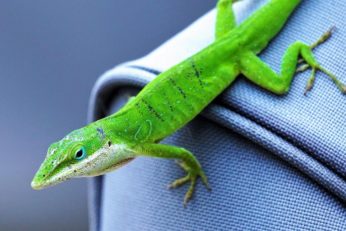 Green cavanaugh.JPG