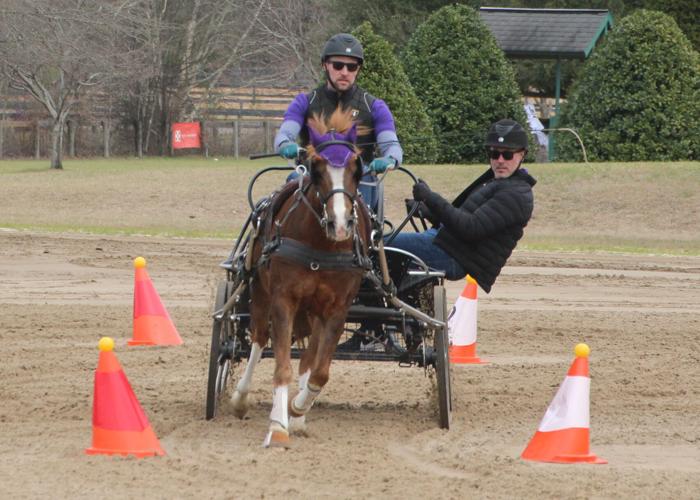 Aiken Driving Club prepares for crowning event Aiken Carriage Classic