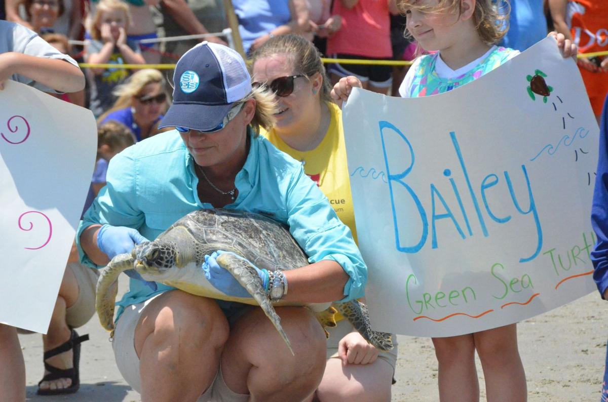 SC Aquarium releases six rehabbed sea turtles