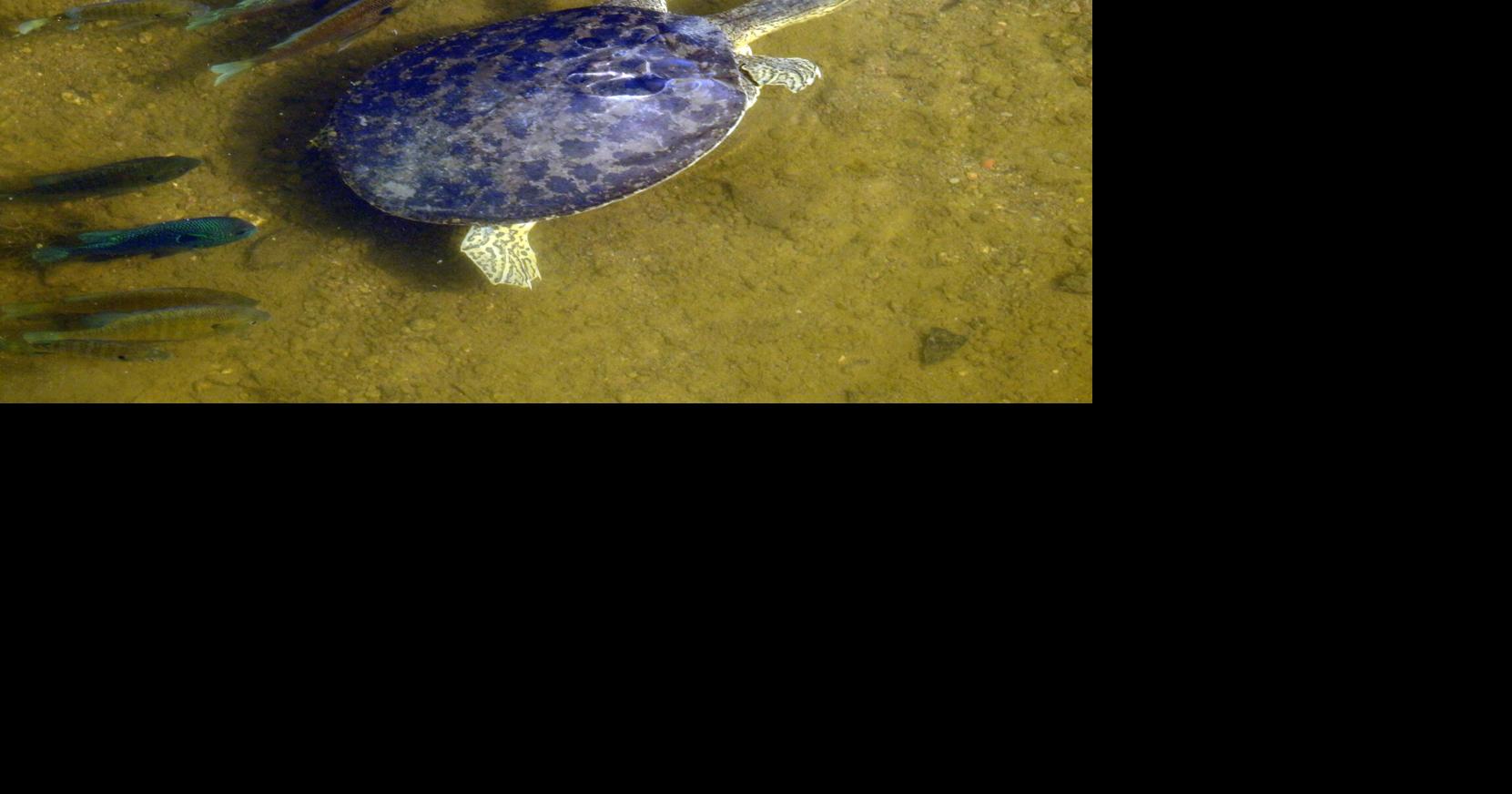 ECOVIEWS: Sometimes prey follow a predator