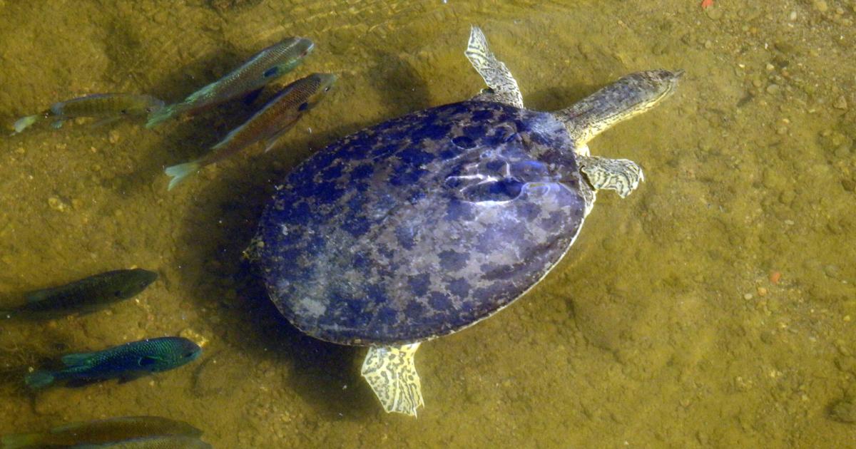 ECOVIEWS: Sometimes prey follow a predator
