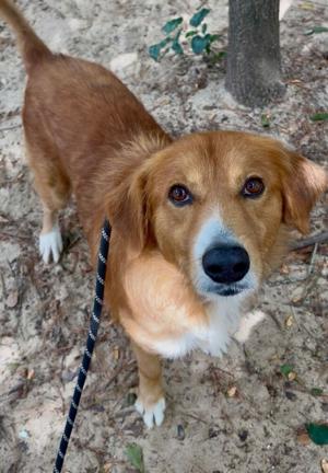 FOTAS: Things I have learned from dogs at the Aiken County Animal Shelter