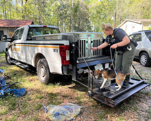 Rescue of SC dog with foot crushed in metal coyote trap goes viral