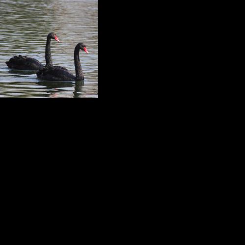 Still Here: South Carolina winters are for the birds