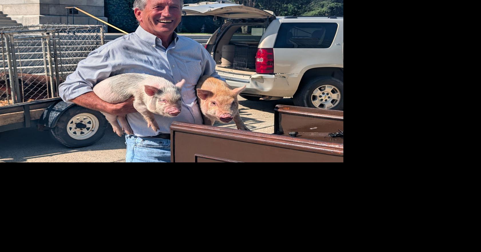 Image for Sanford campaigns with pigs as SC Senate primary heats up