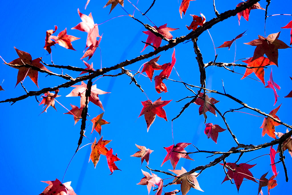 leaves almers.jpg