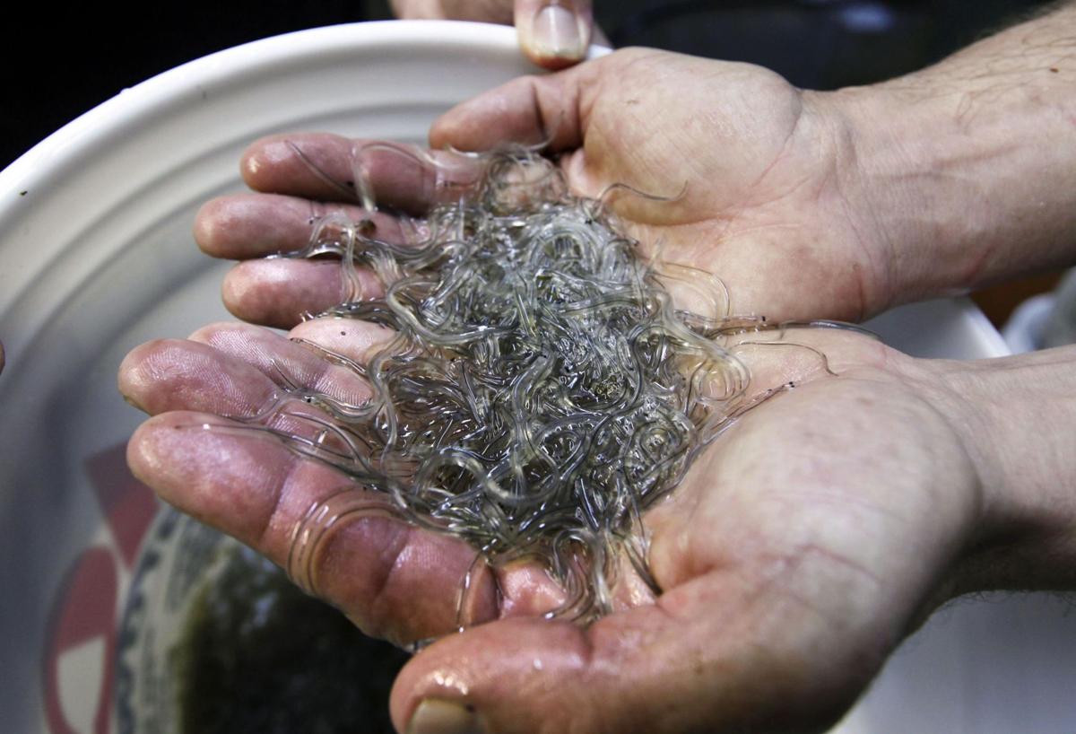 Men plead guilty to illegal Cooper River harvest of tiny eels | News