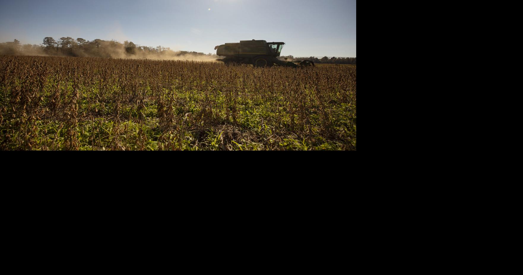 Trump’s China trade deal offers SC soybean farmers hope — if it sticks