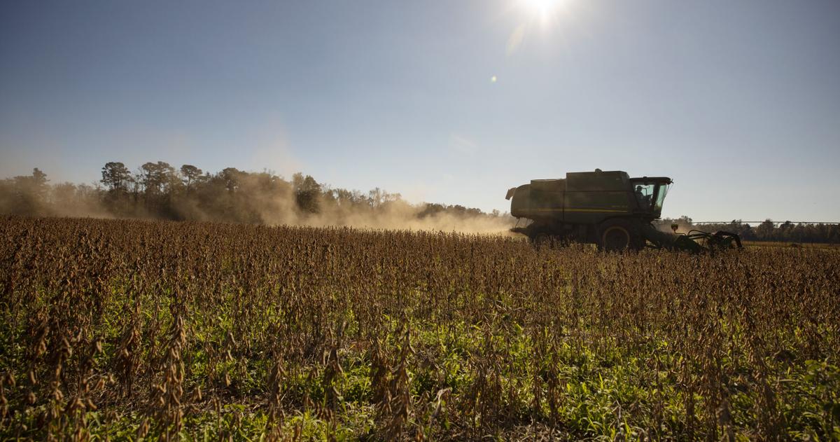Trump’s China trade deal offers SC soybean farmers hope — if it sticks