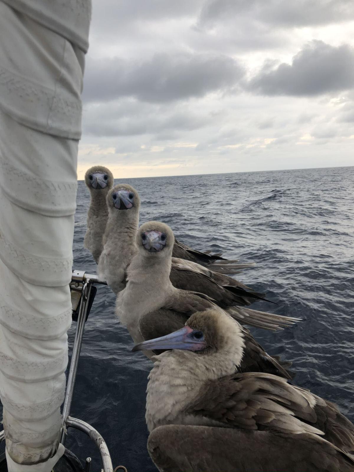 Sailing duo ply westward, encounter whales, boobies and a global