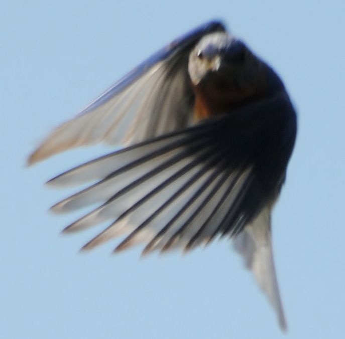 Reader photos: Blue