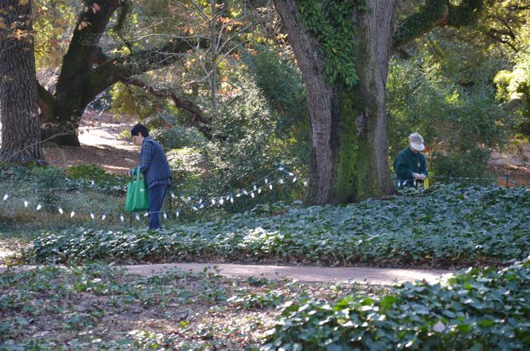 Volunteers string up Christmas lights in Hopelands Gardens News