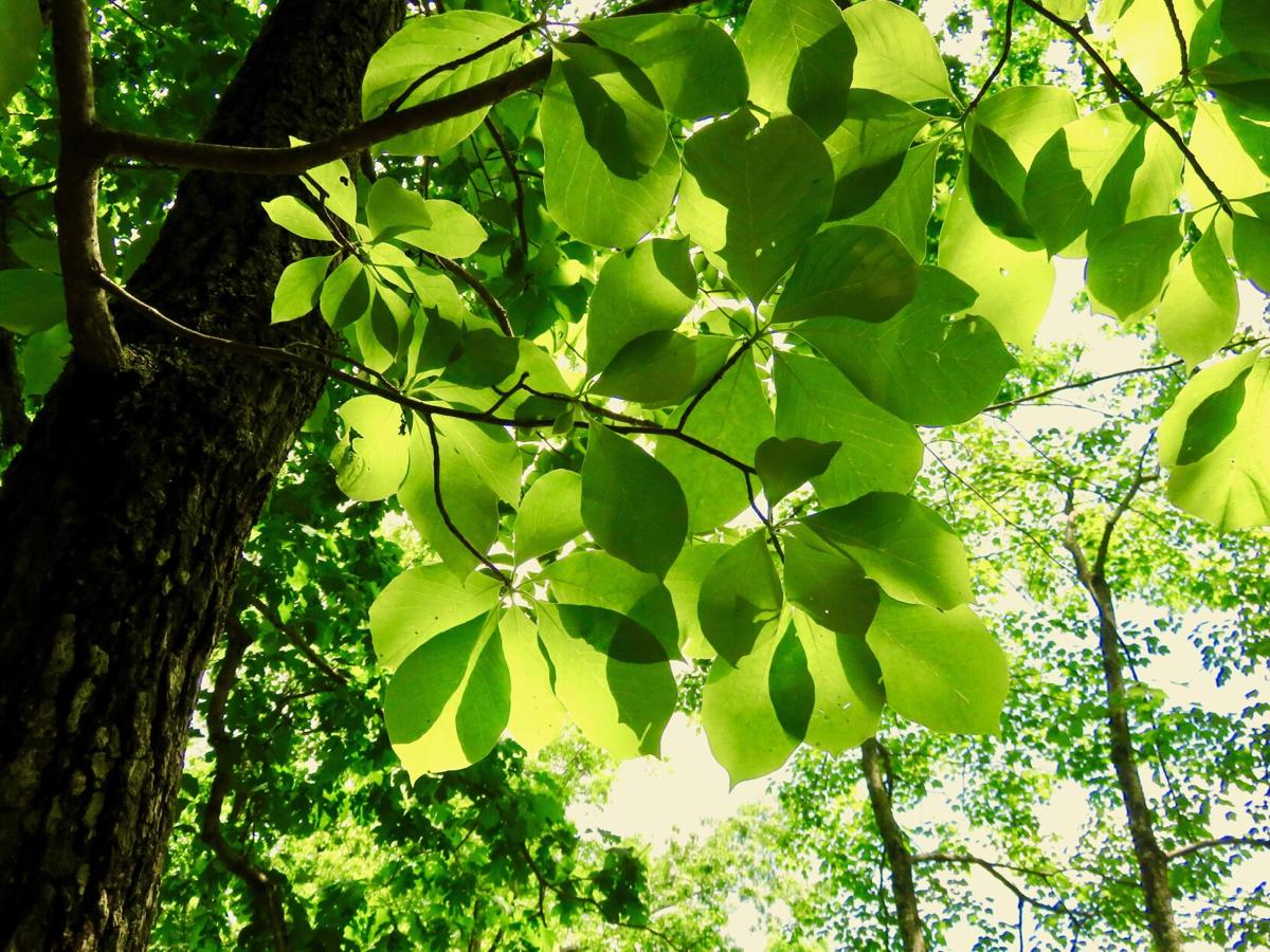 leaves biernbaum.jpg