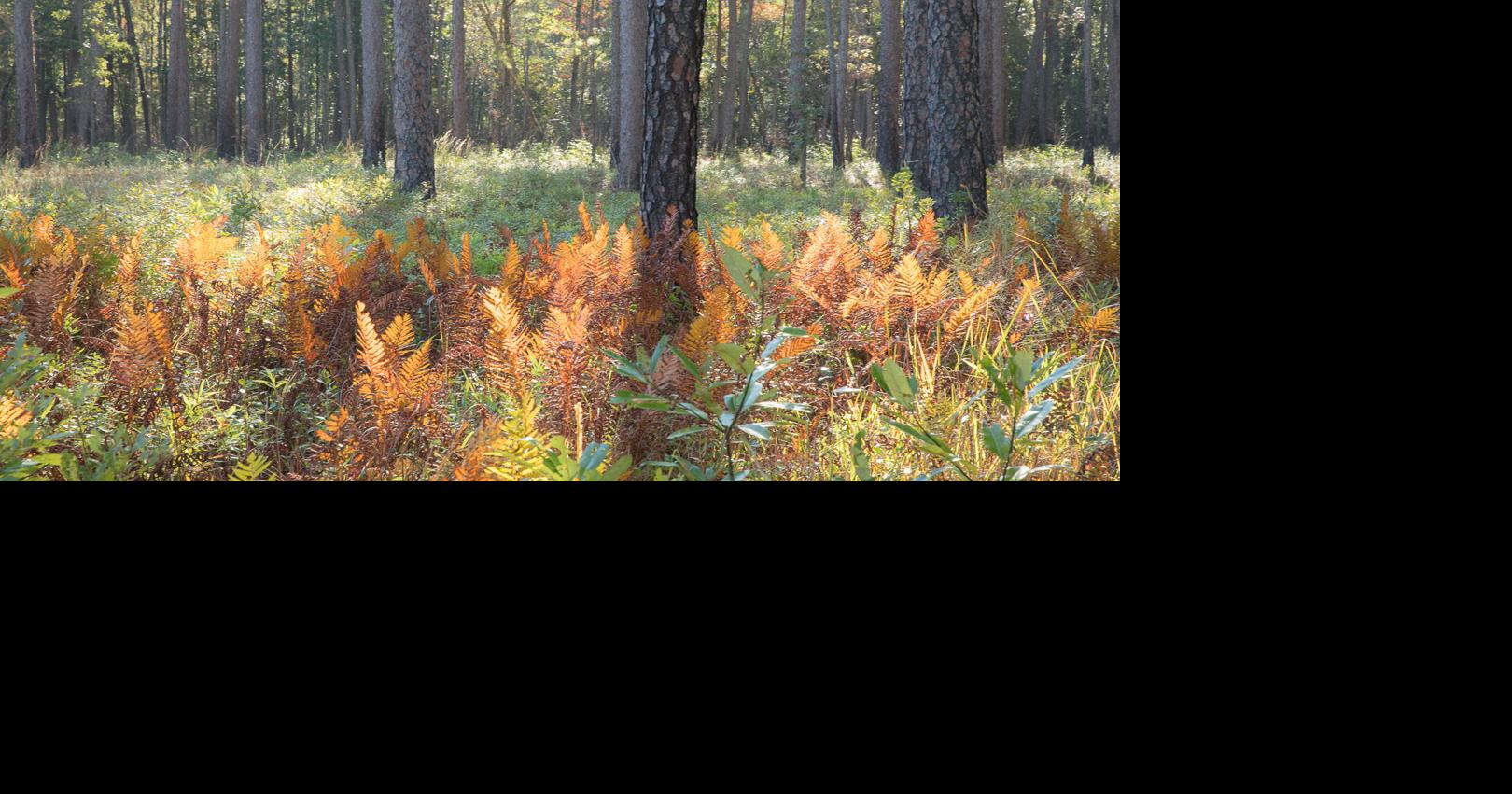 Almost 1,500 acres added to Francis Marion forest in conservation deal