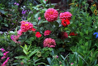 rabatt plants are purple Buy tall verbena
