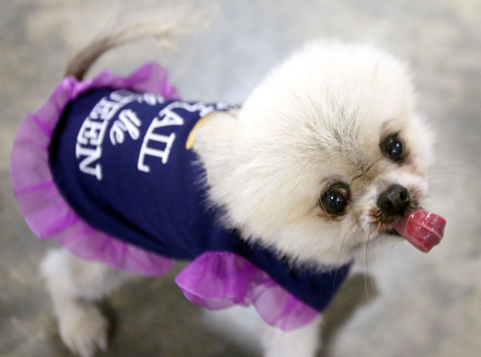 Charleston Kennel Club Dog Show Archives postandcourier