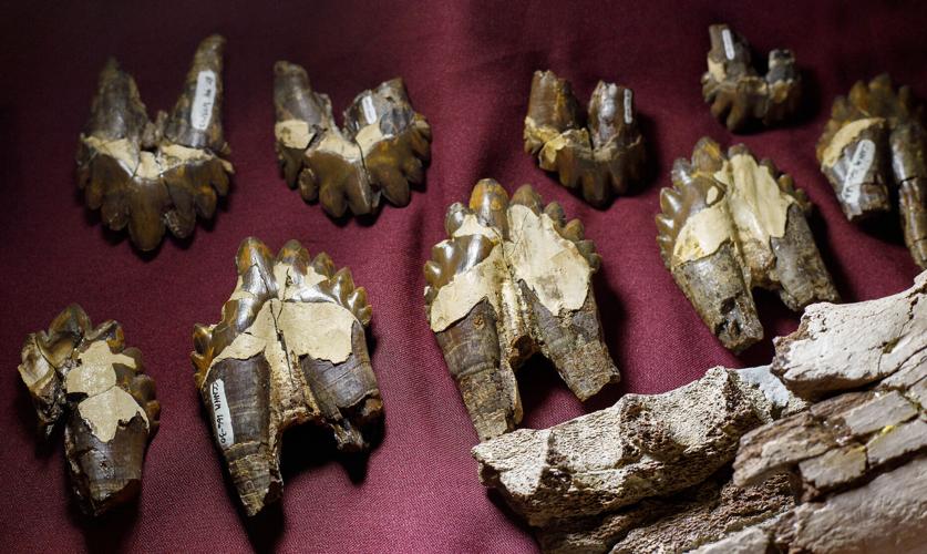 Not just megalodon: Charleston was a sea monster party town for 2 other ...