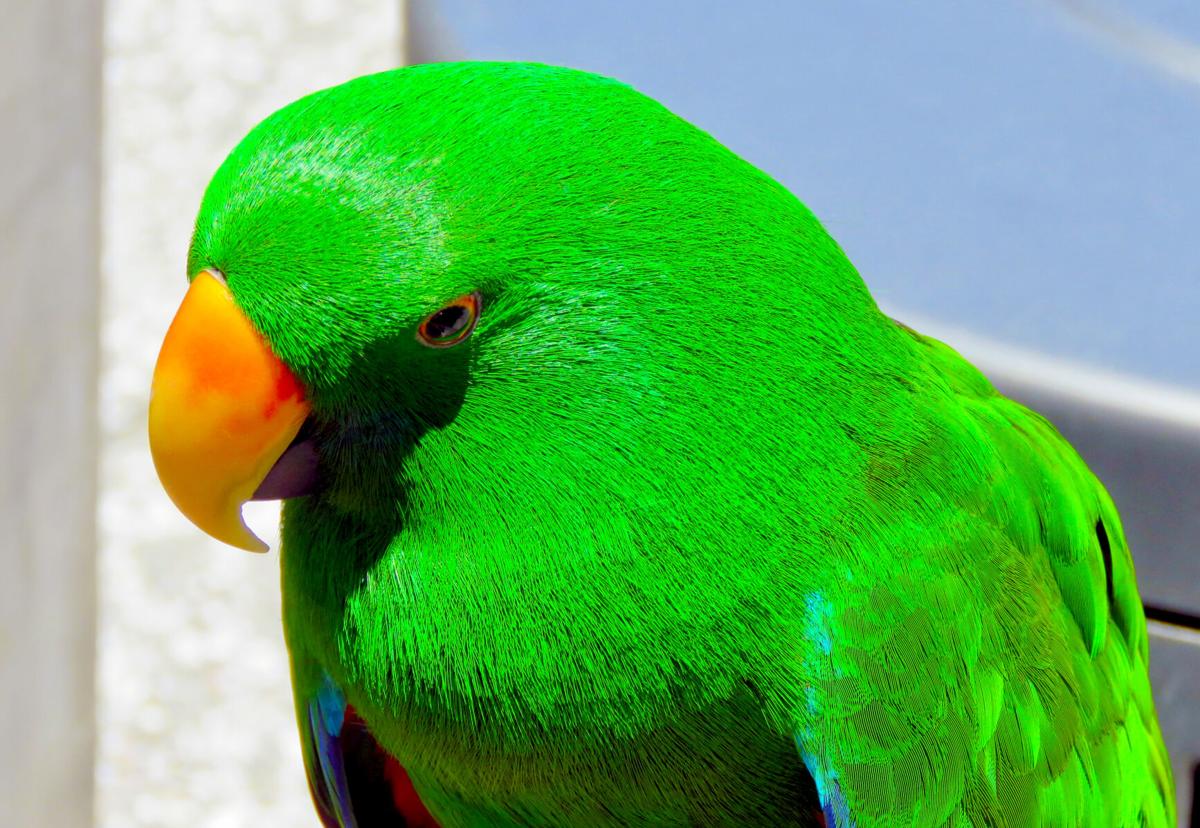 green charles.jpeg