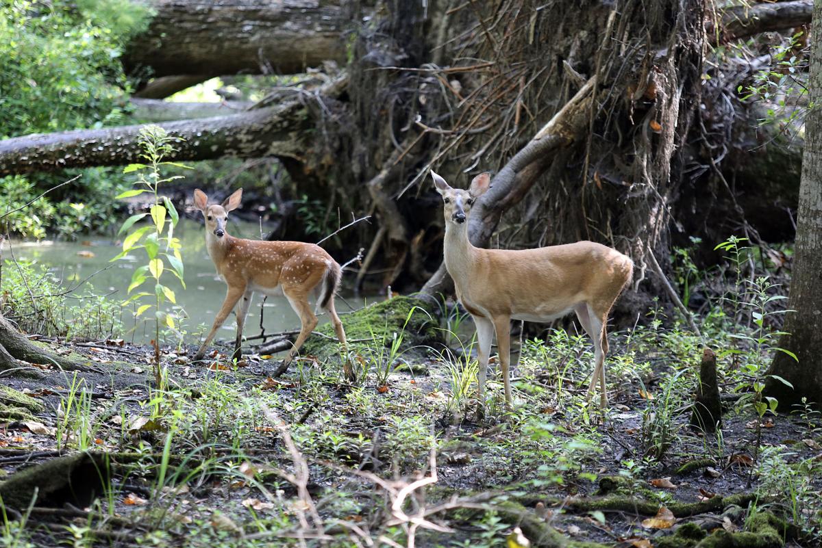 Beidler Forest