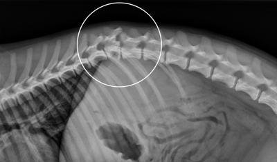dog postandcourier veterinary provided suffered specialty accident spinal fracture ray shows care car