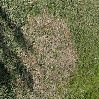 Horticulture Hotline: Flu shot for your lawn