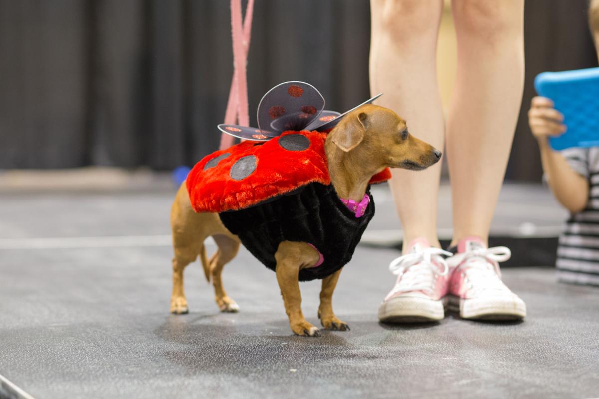 Pet Expo-October 14, 2017-561