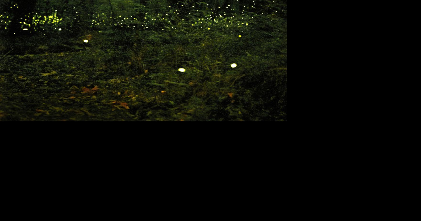 South Carolina fireflies face pressure from habitat loss
