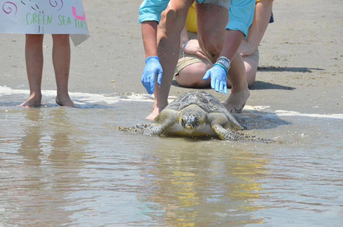 SC Aquarium releases six rehabbed sea turtles