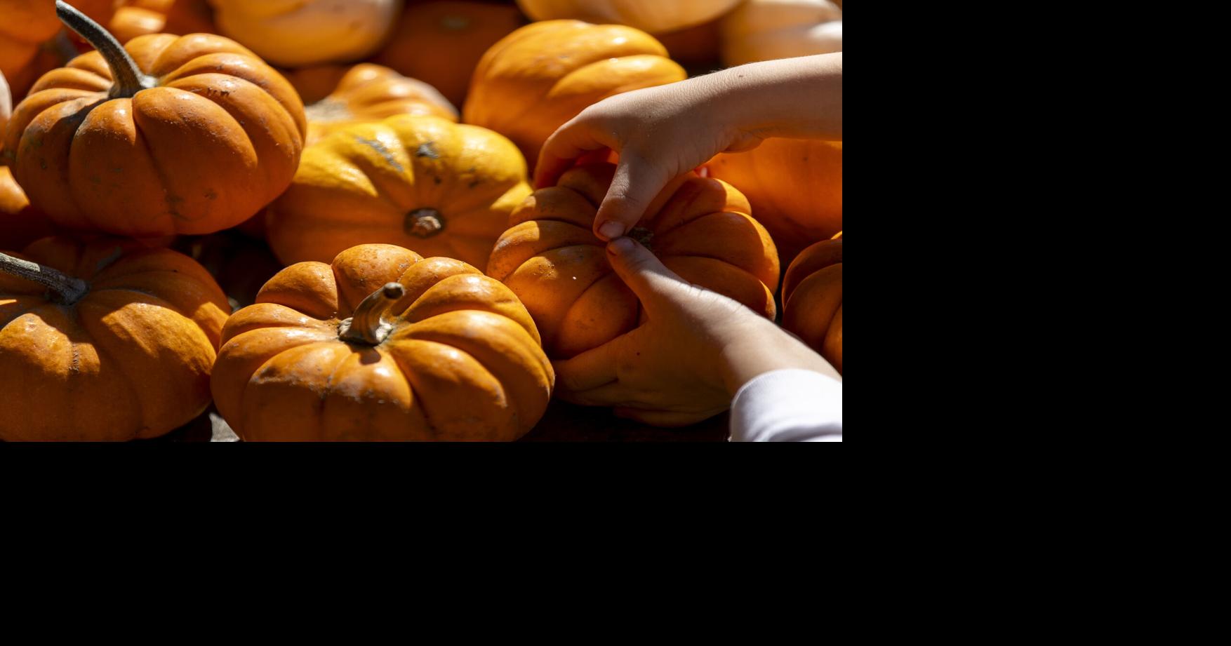 Charleston on a Budget: Fall fun deals from pumpkin patches to haunted houses