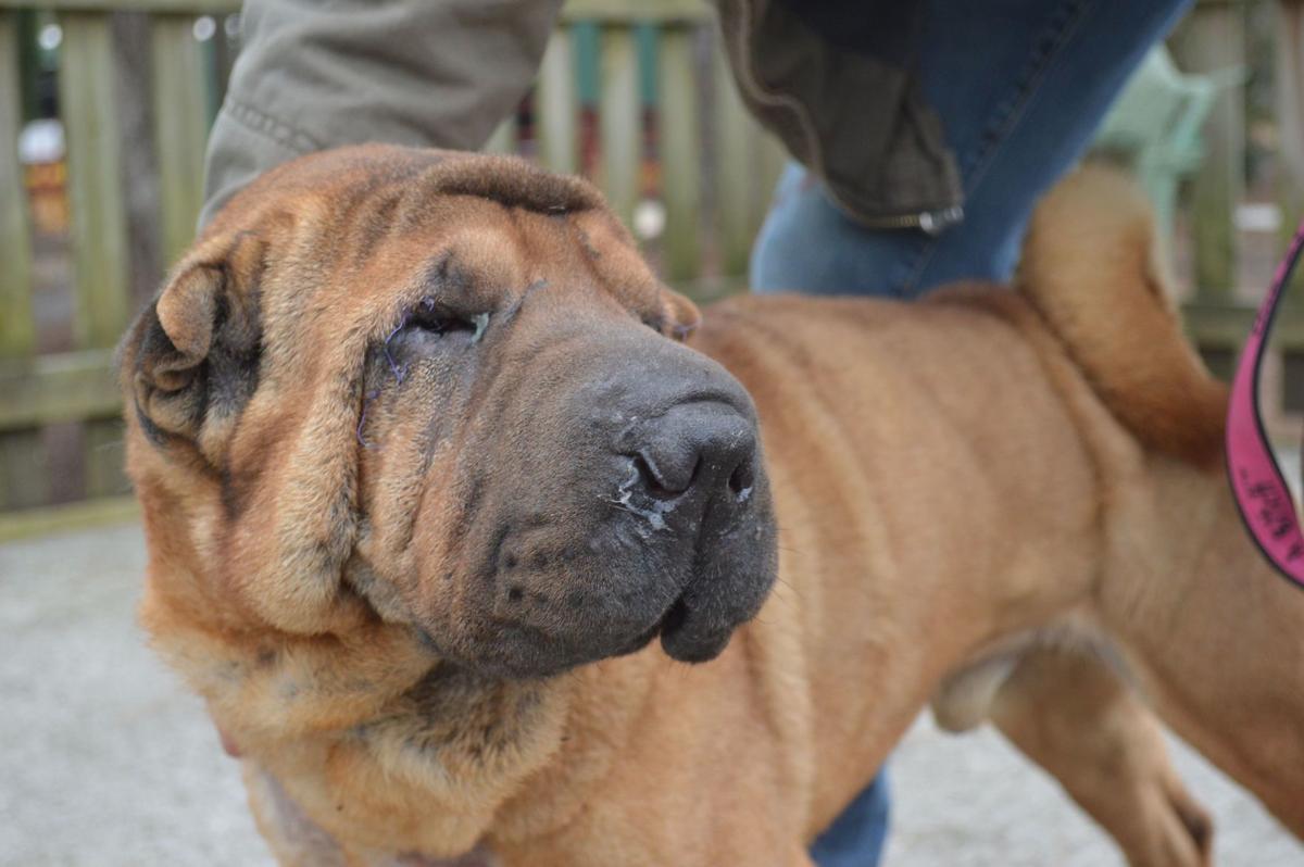 Only Nine Of 66 Shar Peis Remain At Shelter Scores Of Purebred Dogs Have Found Homes After Being Surrendered From Suspected Puppy Mill News Postandcourier Com