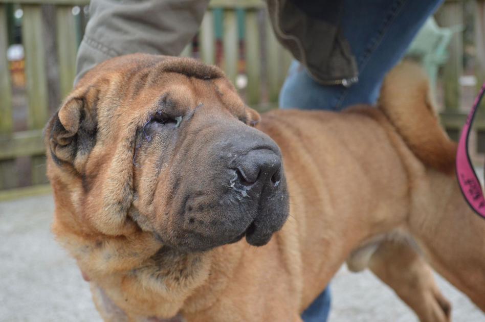 Only Nine Of 66 Shar Peis Remain At Shelter Scores Of Purebred Dogs Have Found Homes After Being Surrendered From Suspected Puppy Mill News Postandcourier Com