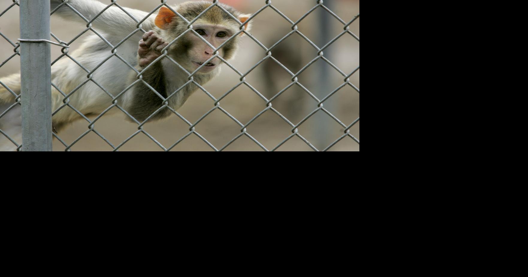 Fugitive monkeys still on the lam as S.C. winter approaches