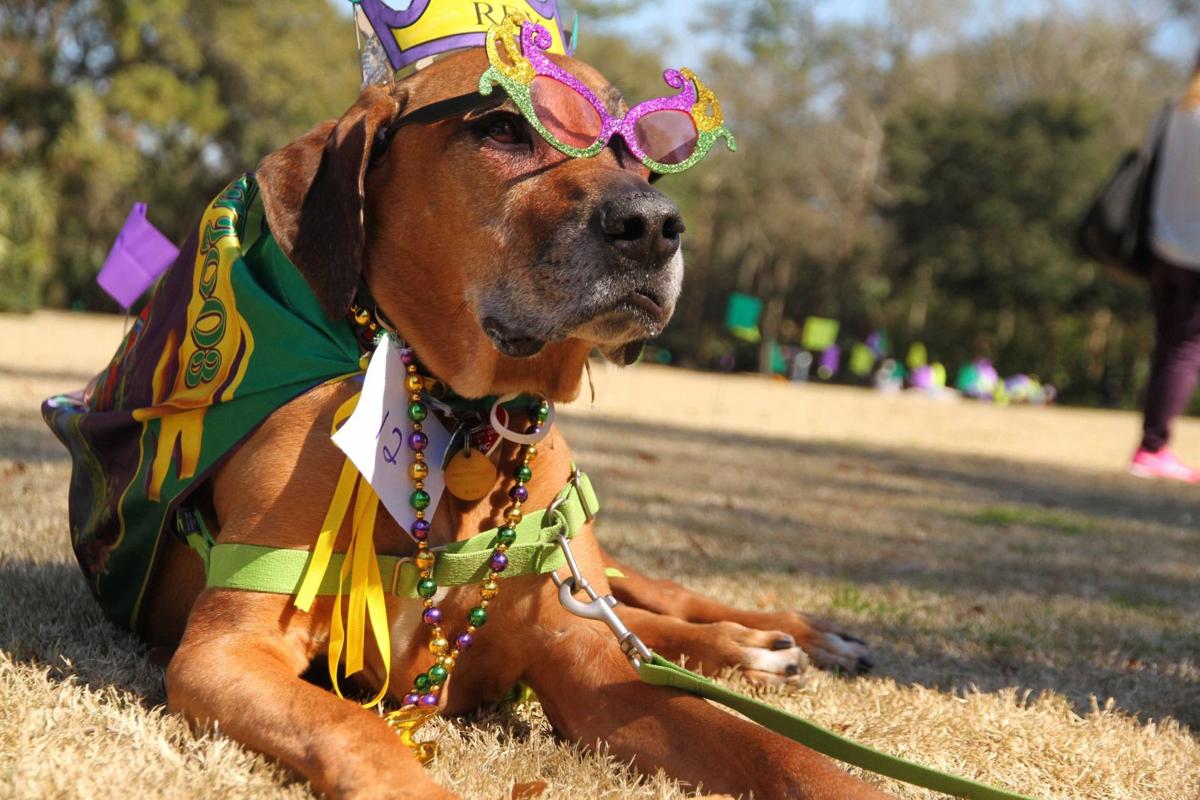 Mardi Gras Pawrade