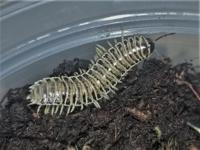 Charleston naturalist gets to name new millipede species after discovery at Caw Caw center