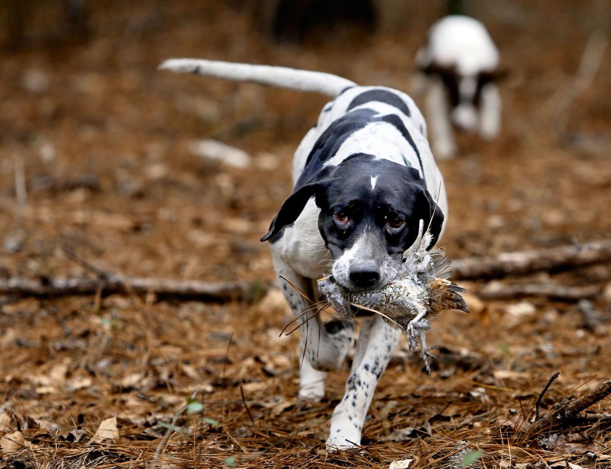 Bird Hunting