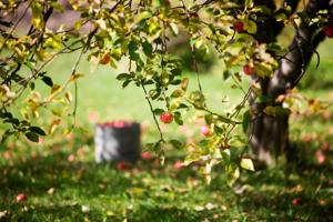 Gardening season isn't wrapping up. It's just beginning.