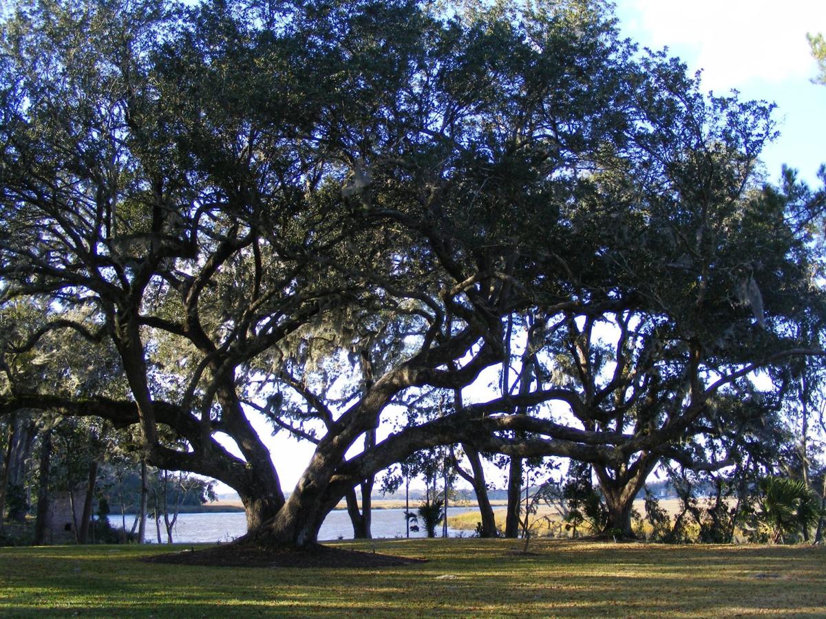 All oaks aren #39 t #39 angels #39 : Water oaks as common as live oaks but not